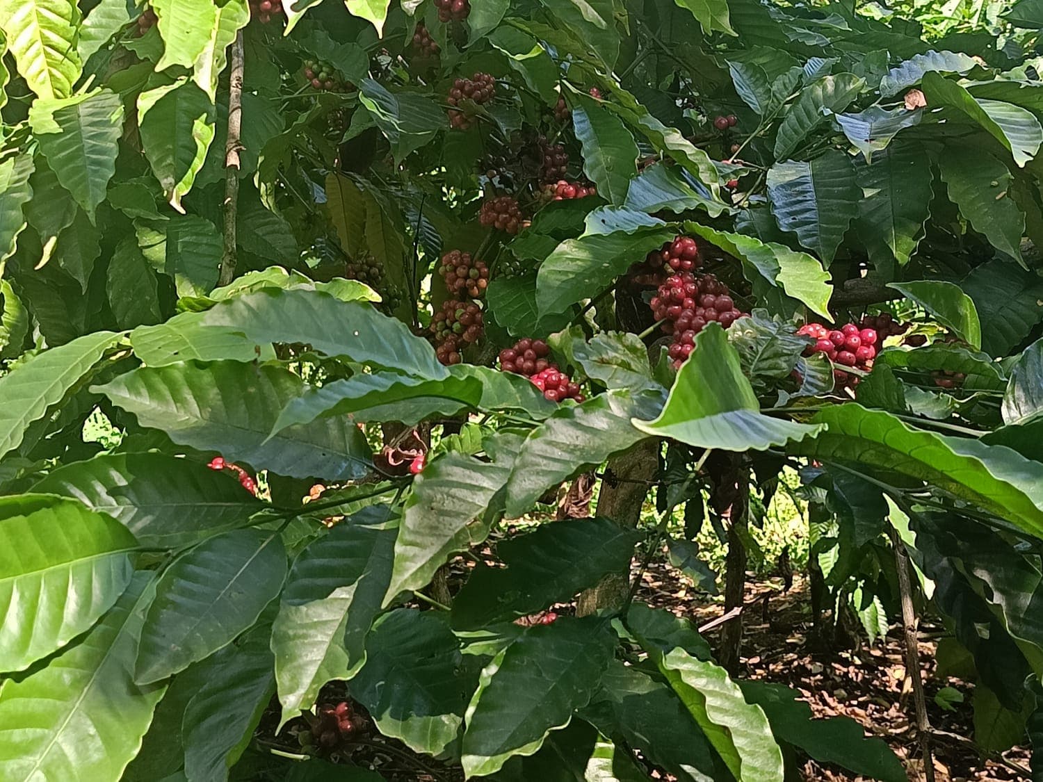 Geographical Indication Kendal Robusta Coffee Indonesia