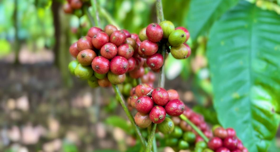 Sejarah Pabrik Gedong Coffee - Proses pengolahan kopi tradisional